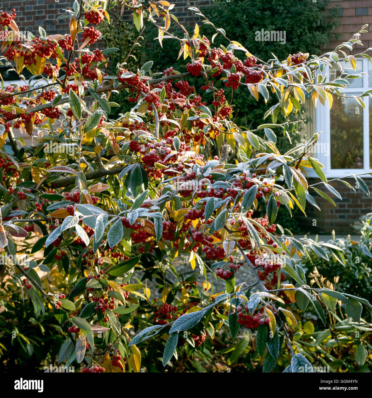 Frost - on Cotoneaster `Cornubia'   SSF040068 Stock Photo